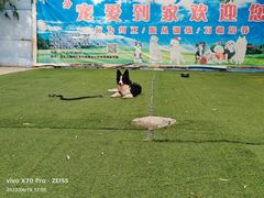 -宠物寄养训练学校