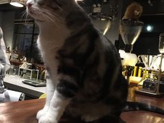 -咖法森林·咖啡  酒吧(天河店)