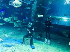 -北戴河圣蓝海洋公园