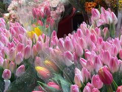 -循礼门鲜花花市(武汉循礼门店)