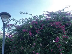 -海南槟榔谷黎苗文化旅游区