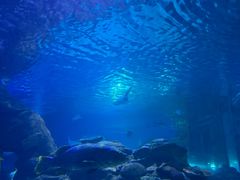 -太平洋海底世界