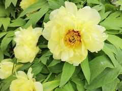 -莲花池公园