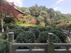 -十八棵（老龙井）御茶园(老龙井店)