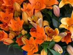 -溪岸路花鸟市场