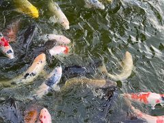 -水前寺成趣园