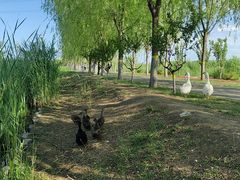 -永定河休闲森林公园