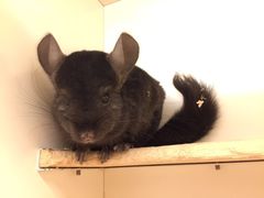 -龙猫仔乐园(惠福东路店)