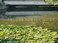 -叶家花园