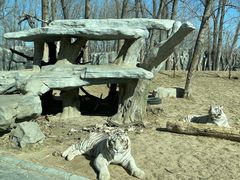 -北京野生动物园