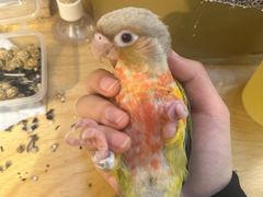 -吉丁鸟咖·异宠·寄养