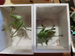 -中环花鸟鱼虫市场
