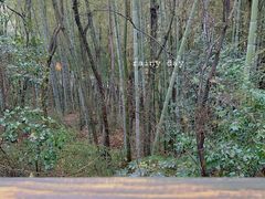 -上海佘山国家森林公园天马山园