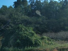 -南国桃园旅游度假区