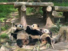 -都江堰中华大熊猫苑