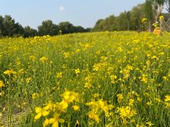 -长白岛森林公园