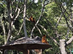 -深圳野生动物园