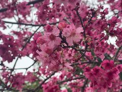 -广州市流溪河国家森林公园