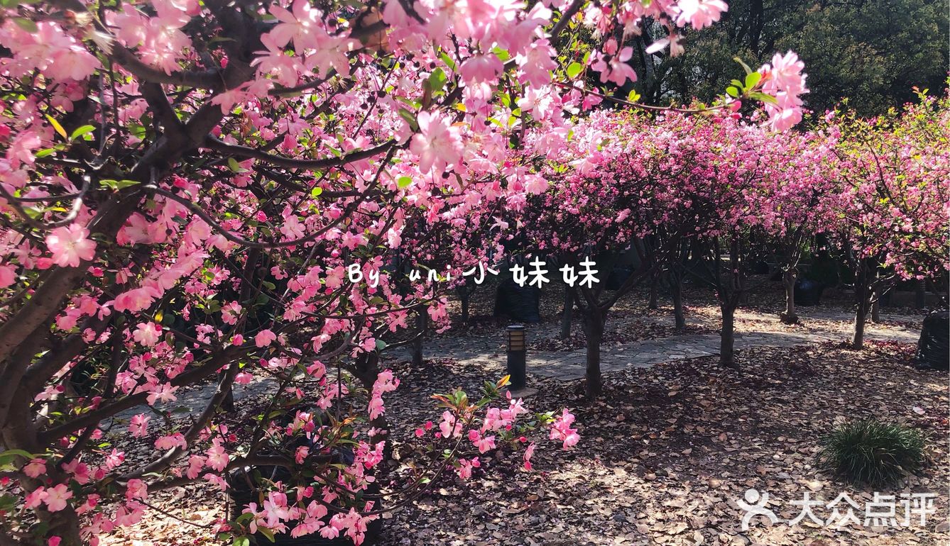 虽然疫情还未结束，但是说好的春天永远不会缺席。
