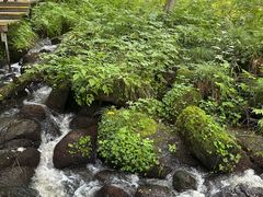 -五营红松林海景区