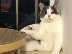 -喵zoo家庭繁育猫舍(尖东智能花园店)