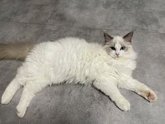 -团子家猫咪猫咖馆·柯基·柯尔鸭