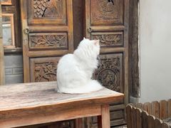 -喵屿·大理花园猫咖