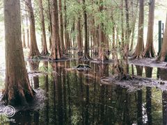 -溱湖国家湿地公园