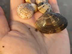 -巨鹏飞梦幻海岸