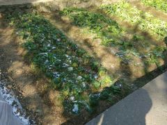 -韶山毛泽东同志故居