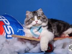 -超宠爱宠物摄影-Super pet