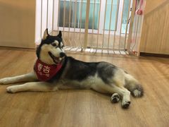 -Husky Go! 哈士奇体验馆·宠物咖啡厅狗咖