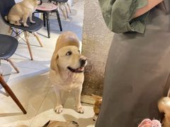 -萌喵咖啡屋(人民东路4号口M16商铺店)