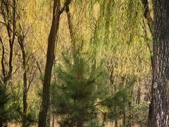 -野鸭湖国家湿地公园