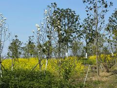 -瑶湖郊野森林公园