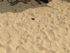 -贝壳沙滩