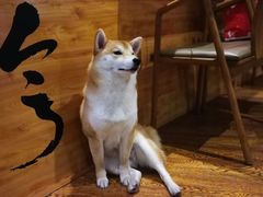 -柴务处·柴犬主题狗咖