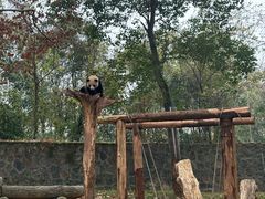 -都江堰中华大熊猫苑