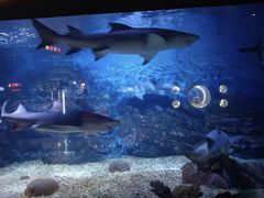 -烟台海昌鲸鲨海洋公园