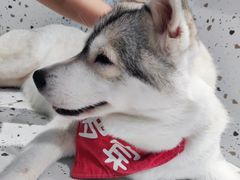-Husky Go!哈士奇体验馆·宠物咖啡厅狗咖