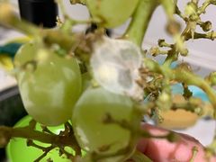 -盒马鲜生(馥邦国际店)