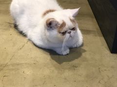 -八公叔叔宠物美容连锁(春申店)