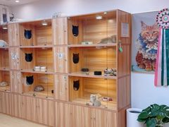 -猫十亿·布偶金渐层·曼基康矮脚猫舍(青年路店)