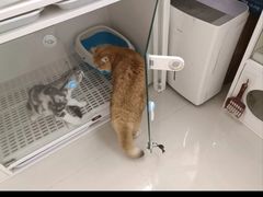 -lincat·猫舍(广州店)