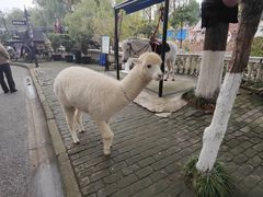 -J Create城市露营咖啡·简餐·宠物(上海动物园店)