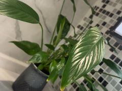 -鹿栖·精油SPA(龙岗爱联店)