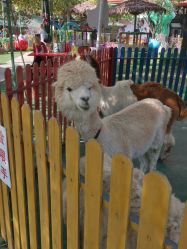 -萌宠亲子动物乐园(槐房万达店)