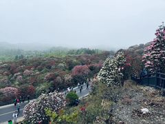 -贵州百里杜鹃风景名胜区
