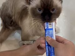 -momokira米努特·德文卷毛猫·棉花面纱犬