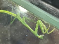 -上海大自然野生昆虫馆(东方明珠·爬宠昆虫探索中心)